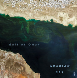 An Upended Ecosystem in the Arabian Sea